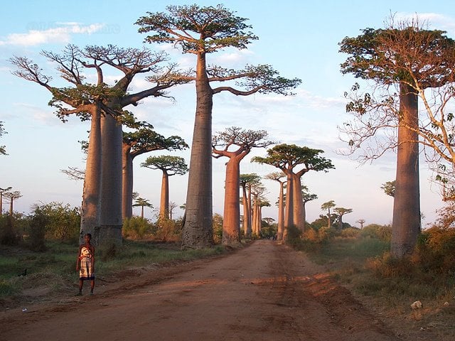 Madagáscar 