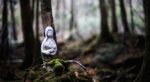 Bosque Aokigahara, Japón. Foto de Antoinette Zapata en Pinterest