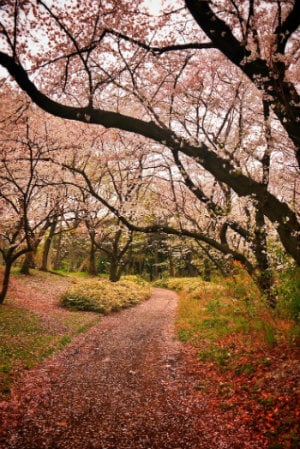 cerejeiras em flor yoyogi park tokio