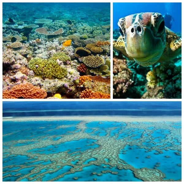 collage de gran barrera de coral de australia