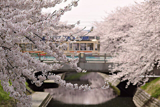 ciliegi in fiore, Giappone