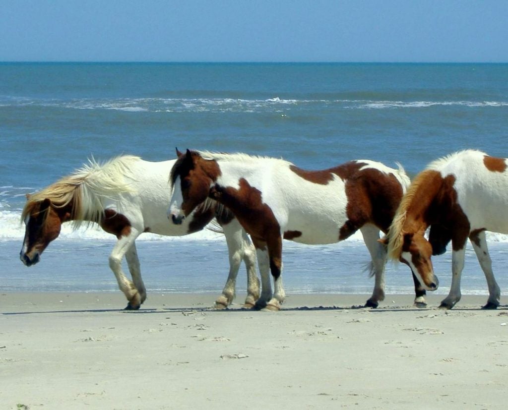 Ponies in Assateague Island - Maryland