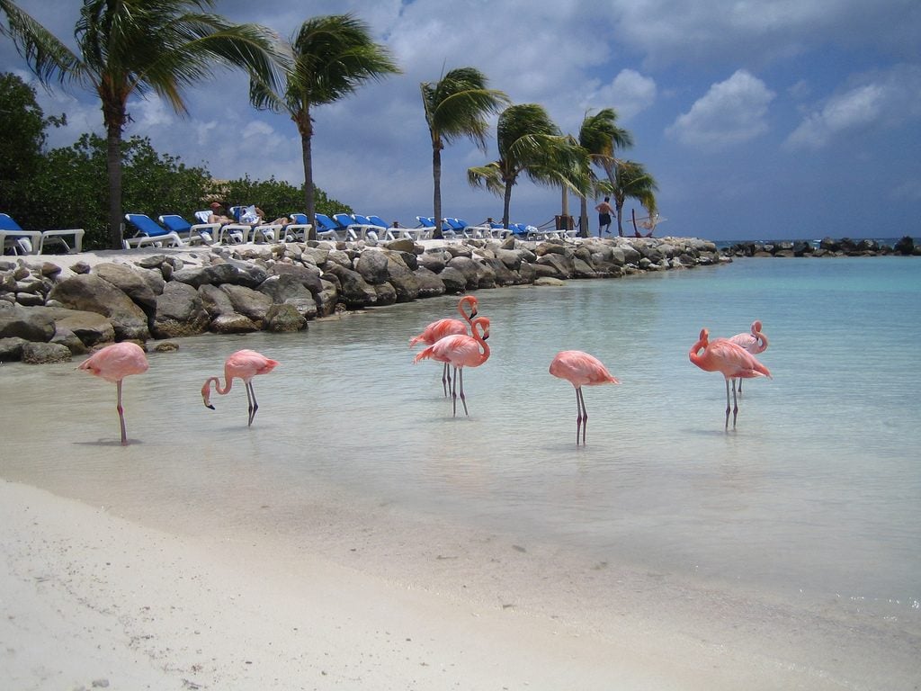 Flamingo Beach - Aruba