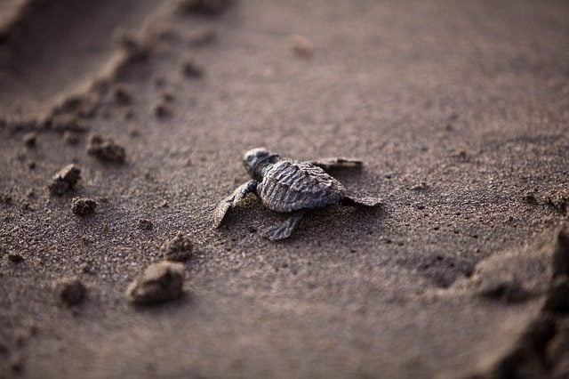 Little turtle in Akumal beach - Mexico