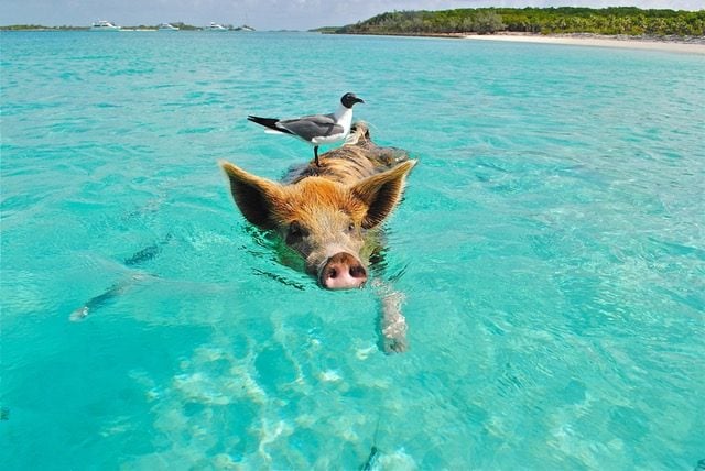 Pig Beach in Bahamas