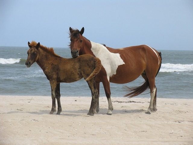 Ponies in Assateague Island
