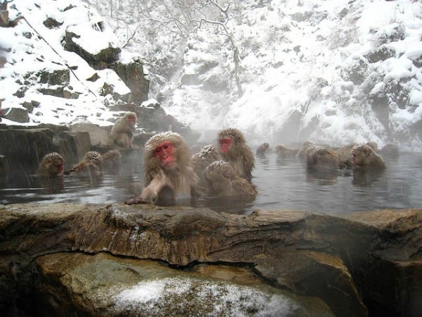 Monos de nieve en aguas termales