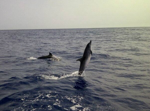 delfini spiagge madeira edreams blog di viaggi