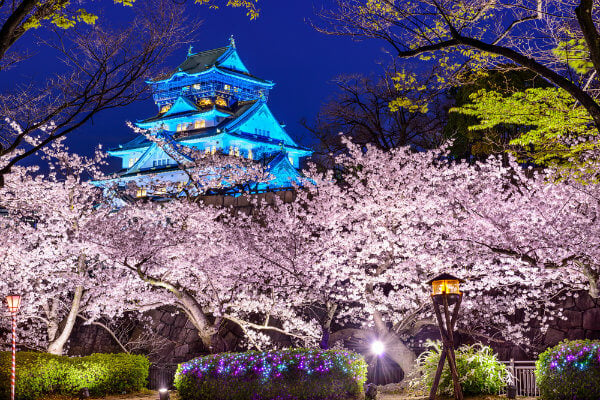 Castello di Osaka e ciliegio giapponese