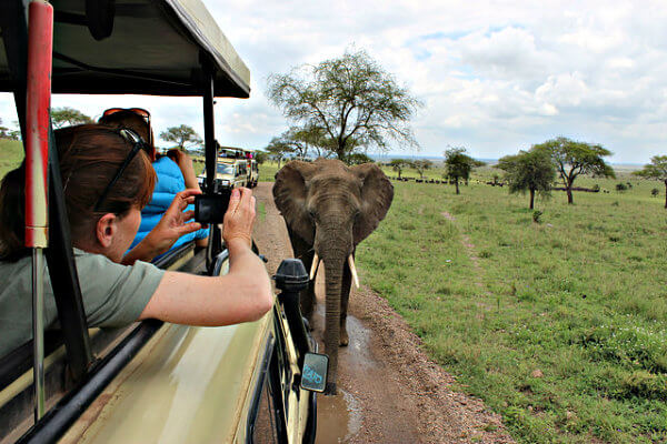 elefante en un safari serengheti