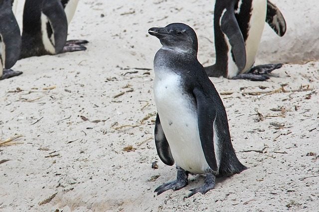 spiaggia pinguini sudafrica eDreams blog di viaggi