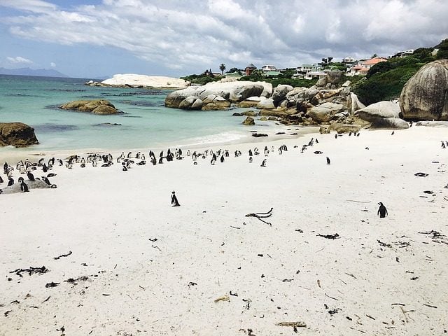 pinguini sudafrica eDreams blog di viaggi