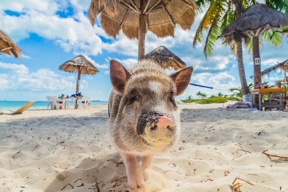 spiaggia maiali Bahamas eDreams blog di viaggi